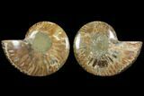 Bargain, Agatized Ammonite Fossil - Madagascar #111522-1